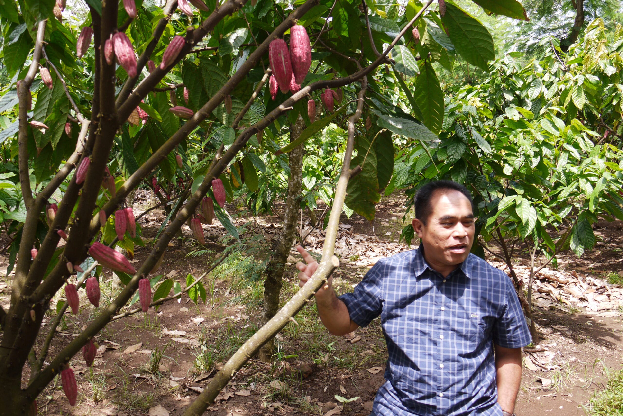 Kakaobauer in einer Plantage im Agroforestry Anbei unter einem Kakaobaum mit roten Früchten auf Java in Indonesien - aufgenommen von Crafting Markets