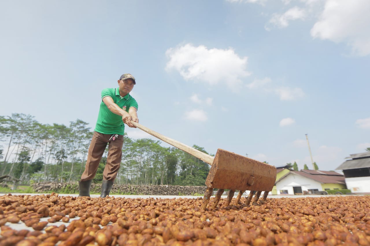 Ein Mitarbeiter wendet mit einer Holzharke Kakaosamen beim Trocknen - aufgenommen von Crafting Markets auf Java, Indonesien