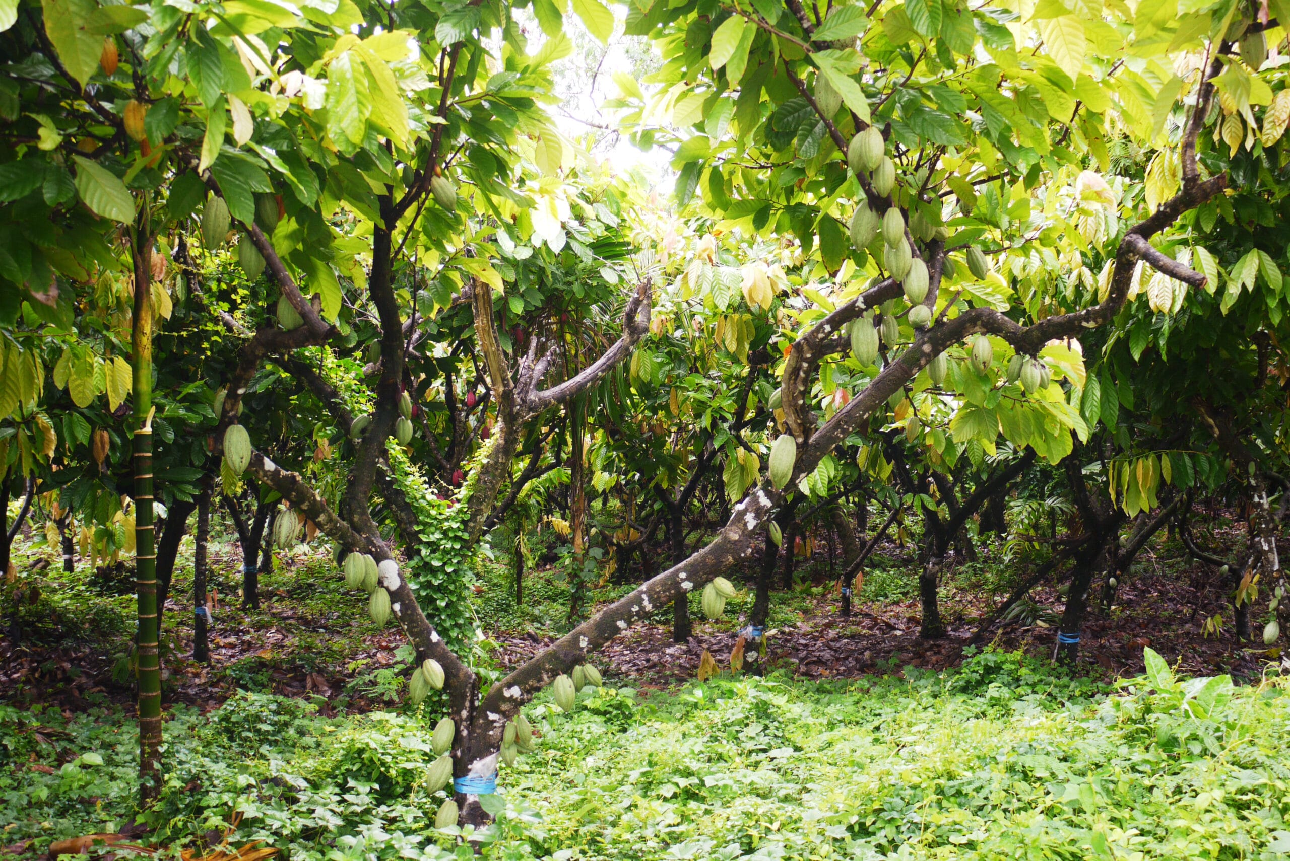 Kakaoanbau Sumba Indonesien aufgenommen von Crafting Markets. Im Vordergrund ein Kakaobaum mit vielen Blättern und vielen noch grünen länglichen Kakaofrüchten-