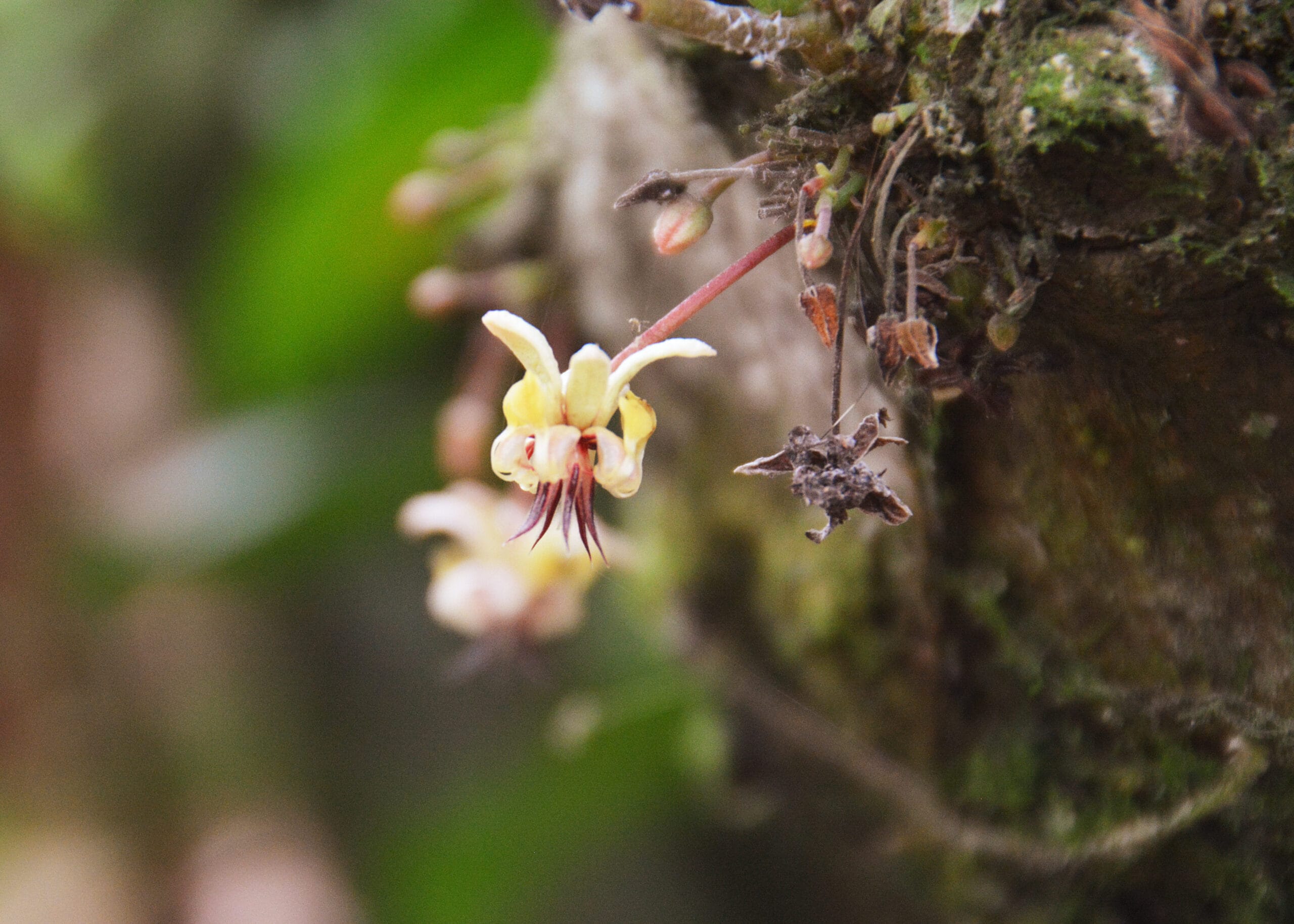 Kakaoblüte an einem Kakaobaum