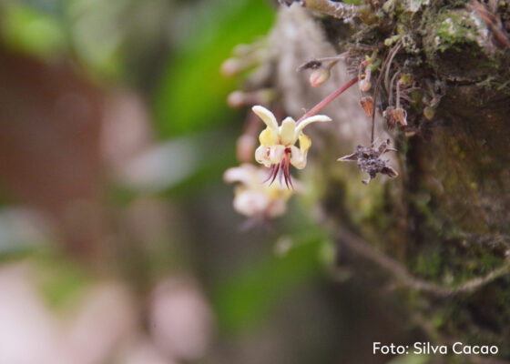 ECUADOR Finca Garyth Flowering ©silva cacao