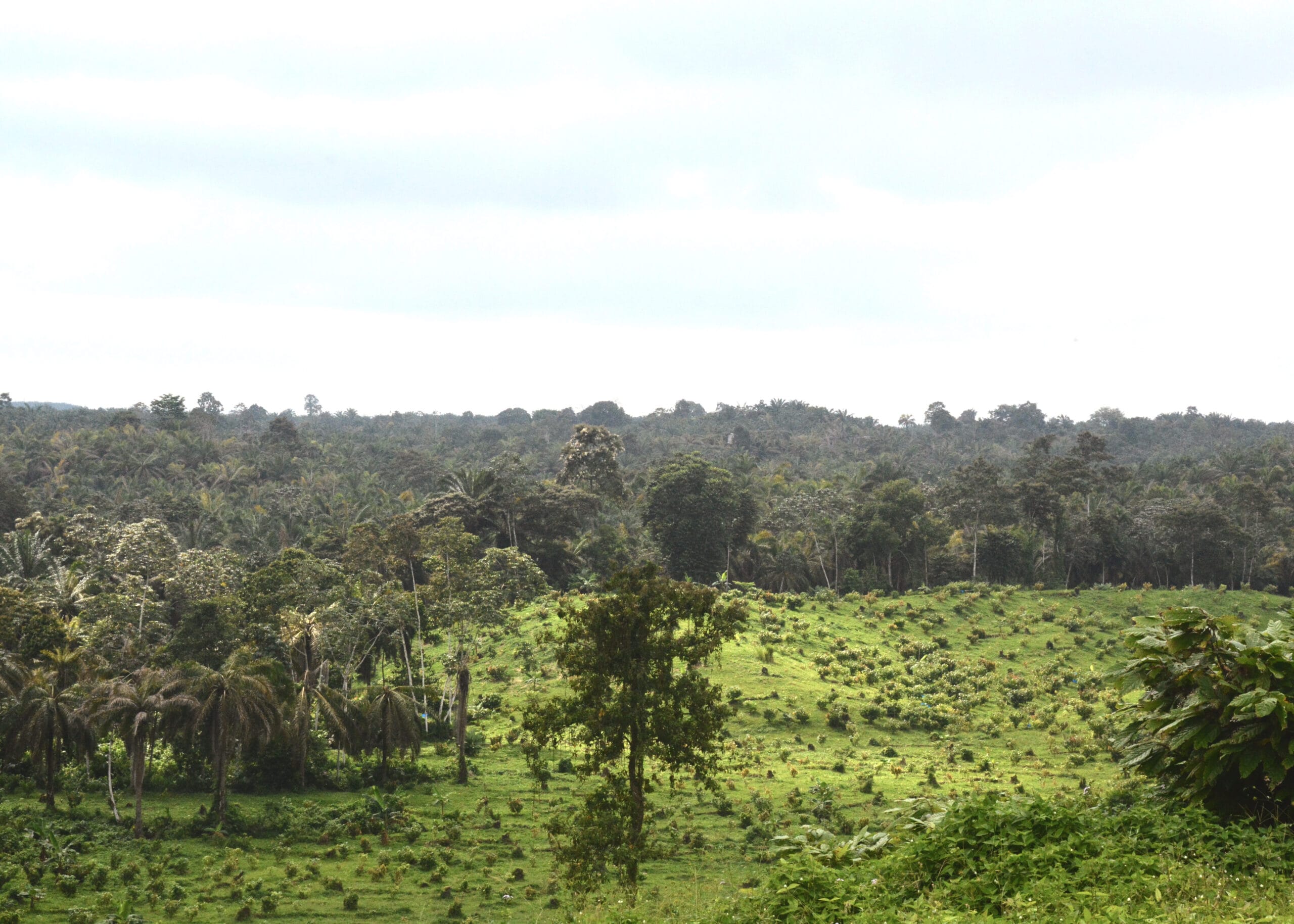 Blick auf die Wälder auf der Finca Garyth in Ecuador von der wir unseren wunderbare Manabi Kakao beziehen.