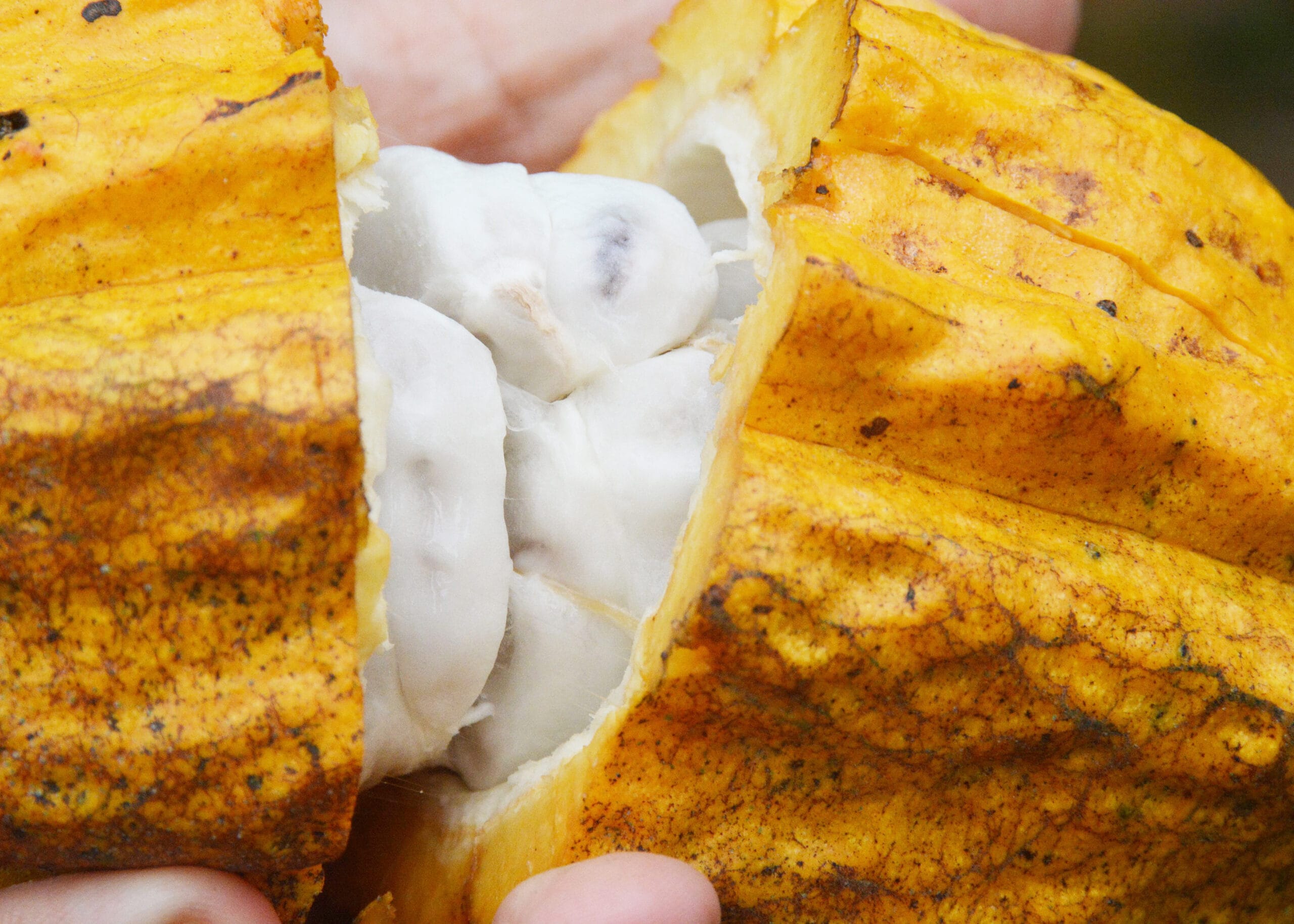 Nachaufnahme einer Hand, die gerade eine Kakaofrucht öffnet. Man kann das weisse Fruchtfleisch mit durchschimmernden Kernen gut erkennen.