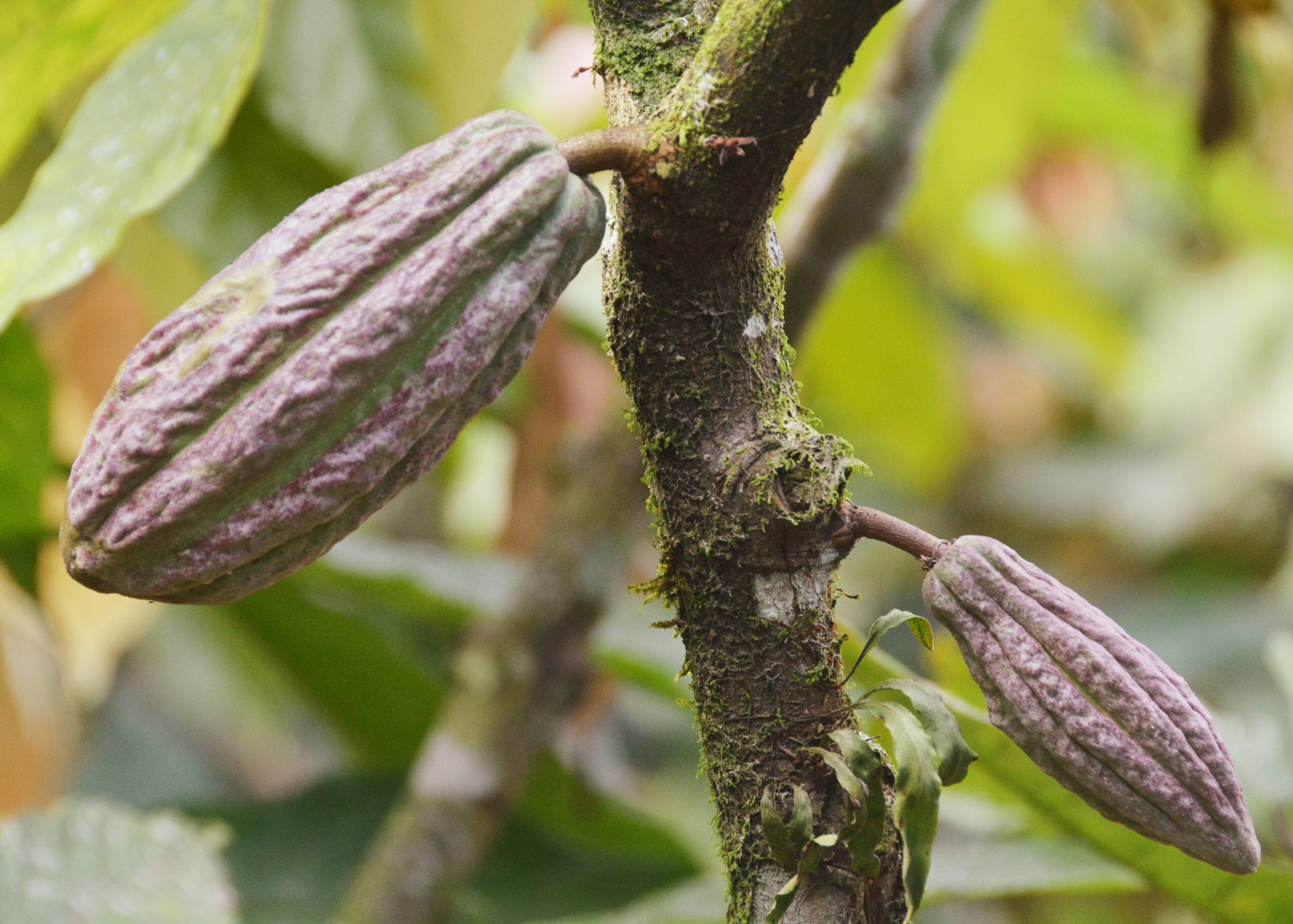 Stamm eines Kakaobaums auf der Finka Gartyth in Ecuador mit zwei unterschiedlich großen länglichen Kakaofrüchten, die direkt am Stamm wachsen