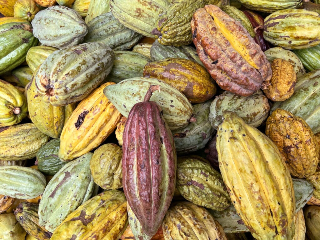 viele Kakaofrüchte in einem Haufen bei der Ernte in Tansania