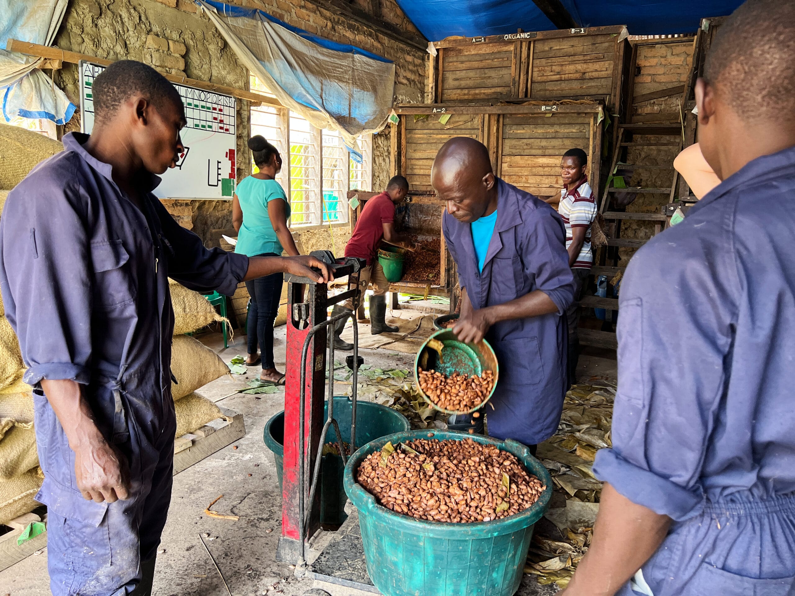 Kakaobauern wiegen Kakobohnen ab