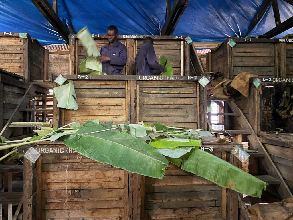 Zentrale Fermentation von KokoaKamili in Tansania. Steige mit drei hinter und übereinander liegender Holzisten für eine Stufenfermentation über mehrere Tage. Im Hintergrund zwei Mitarbeiter in Arbeitsoveralls in der obersten Kiste beim auslegen mit Bananenblättern. Aufgenommen von Pott au Chocolat im Kilombery vor dem Udzungwa Nationalpark in Tansania