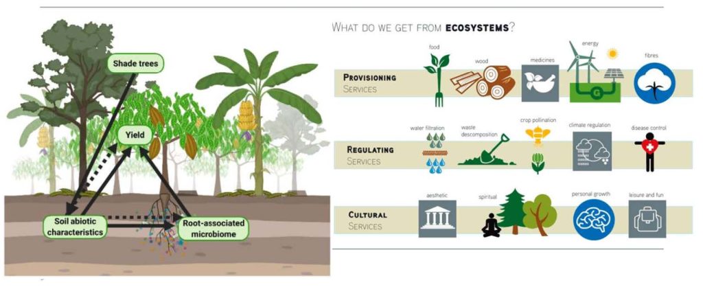 Infografik mit der Überschrift ‚What do we get from ecosystems?‘ Links zeigt eine Zeichnung eines Agroforst-/Mischkultursystems: Schattenbäume beeinflussen den Ertrag; Pfeile verweisen auf ‚Boden-abiotische Eigenschaften‘ und das ‚wurzelassoziierte Mikrobiom‘ als Faktoren für den Ertrag. Rechts werden Ökosystemleistungen in drei Kategorien mit Symbolen dargestellt: bereitstellende Leistungen (Nahrung, Holz, Medikamente, Energie, Fasern), regulierende Leistungen (Wasserfiltration, Abfall-/Stoffabbau, Bestäubung, Klimaregulierung, Krankheitskontrolle) und kulturelle Leistungen (ästhetische Werte, Spiritualität, persönliche Entwicklung, Freizeit und Spaß).