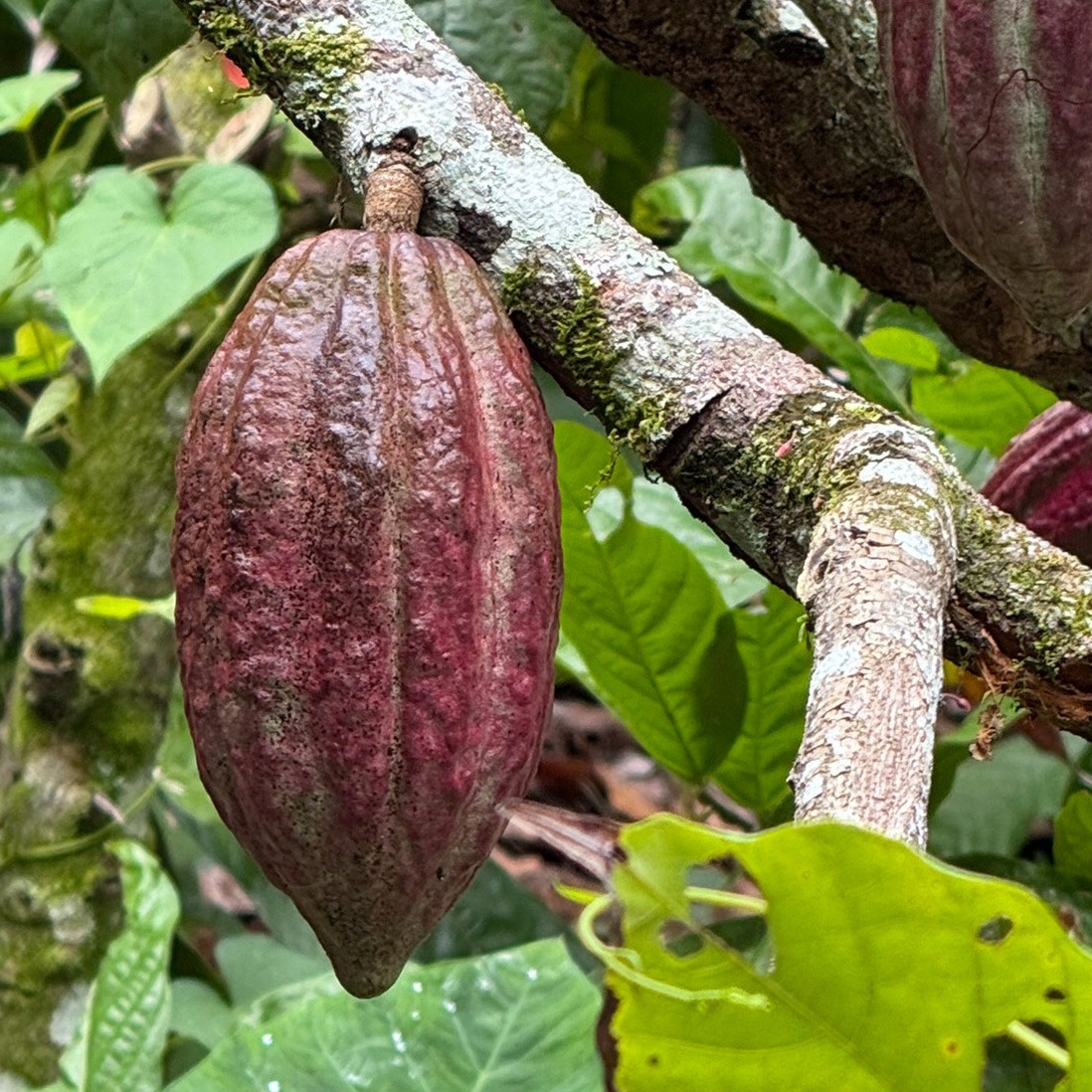 Eine dunkelrote Kakaofrucht wächst direkt am Stamm in einem Kakaoanbaugebiet.