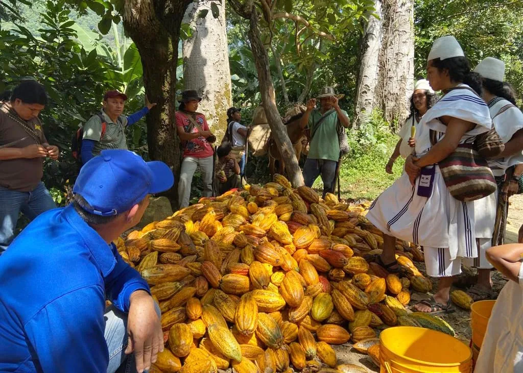 Haufen geernteter Kakaofrüchte. Drumherum stehen mehrere Personen, darunter einige vom Volk der Arhuaco in traditioneller Kleidung