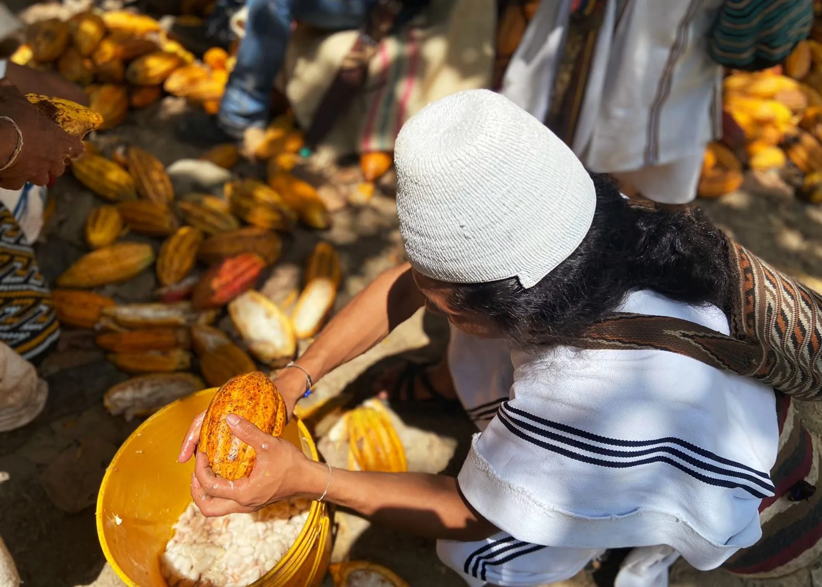Eine Person vom Volk der Arhuaco, erkennbar an traditioneller Kleidung, öffnet eine Kakaofrucht und sammelt die Pulpa (das Fruchtfleisch) in einem Eimer.