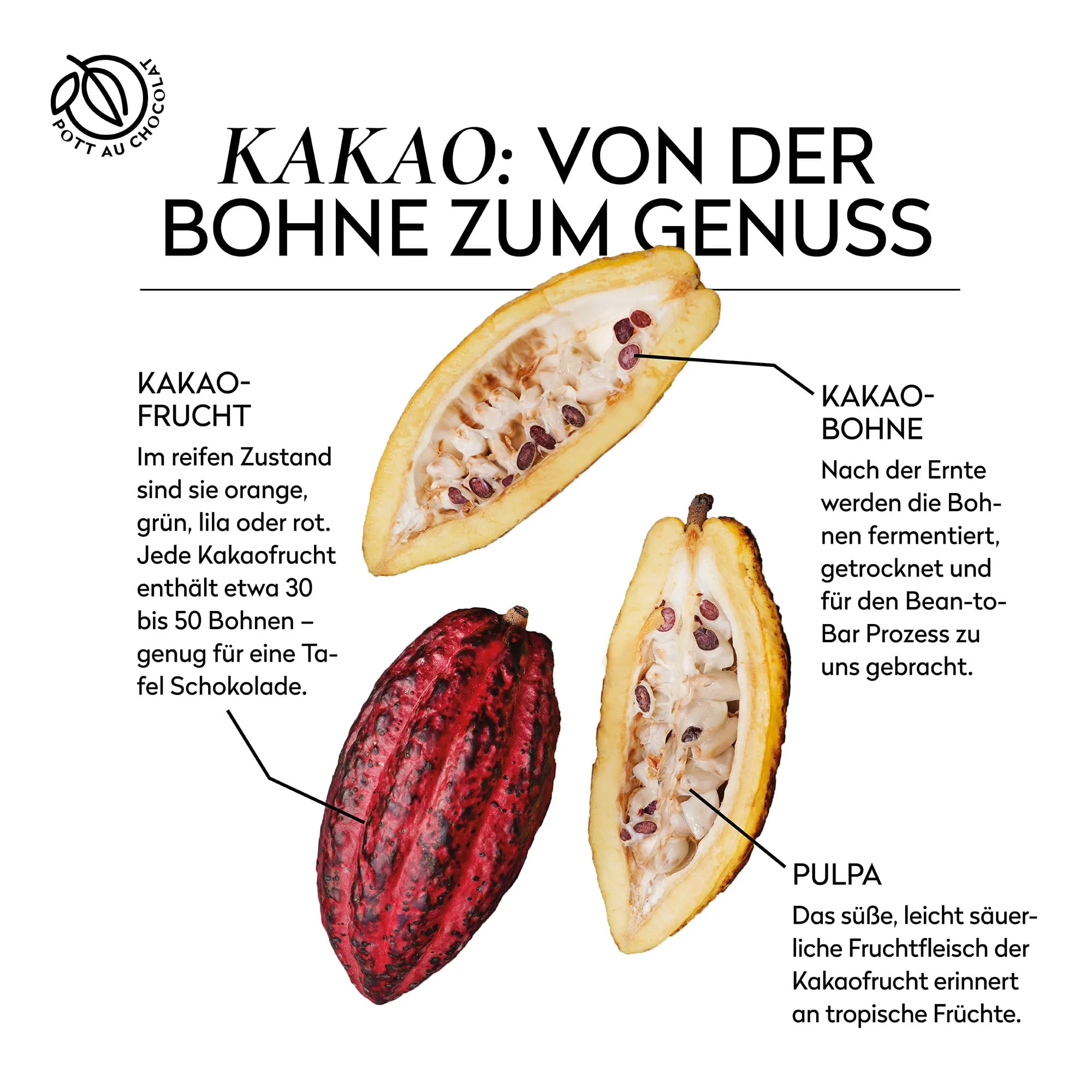 Kakaofrucht mit Text; von der Bohne zum Genuss. Mit Informationen zur Kakaofrucht: Jede Kakaofrucht enthält ca 30 bis 50 Bohnen, so viel benötigt man etwa für eine Tafel Schokolade. Nach der Ernte werden die Bohnen fermentiert und getrocknet.
