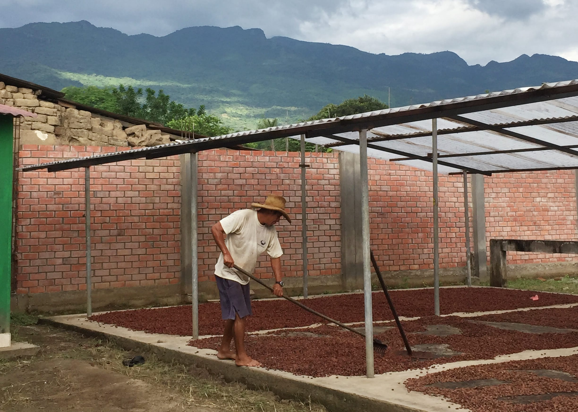 Kakao-Trocknung in Piura, Peru. Kakaobohnen werden von einem Kakaobauern unter einer Überdachung verteilt. Im Hintergrund eine Bergige Landschaft