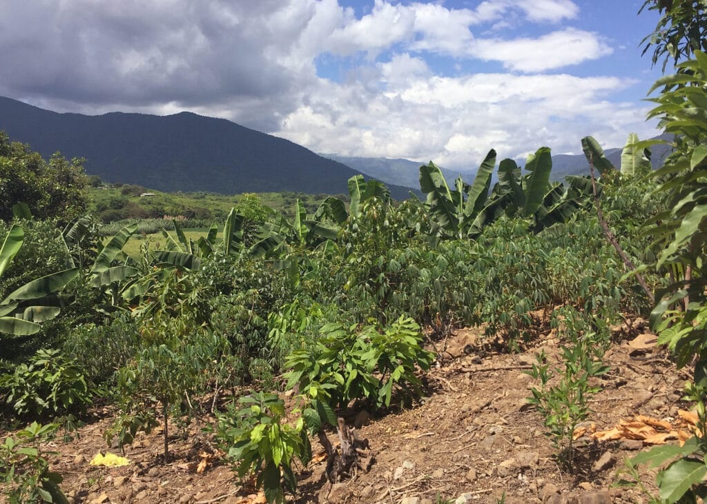 Kakaoanbau in Piura, Peru. Im Hintergrund bergige Landschaft und blauer Himmel. Kakaobäume wachsen zwischen anderen Pflanzen
