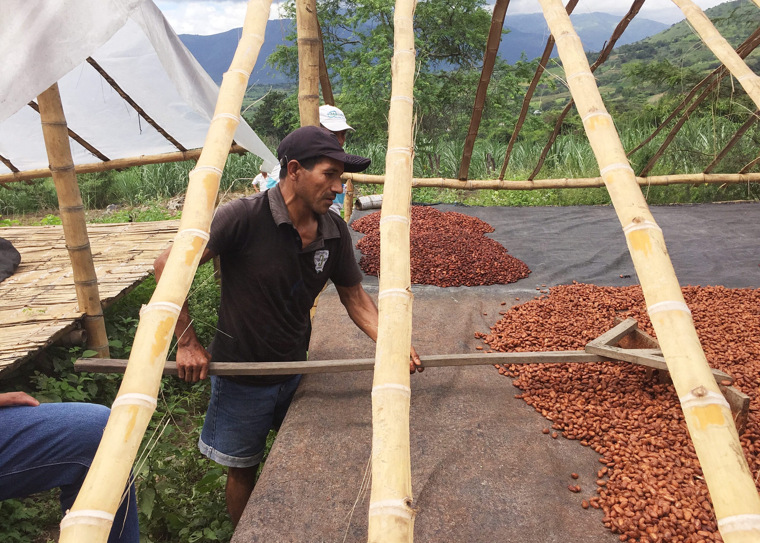 Ein Kakaobauer breitet Kakaobohnen zum Trocknen aus