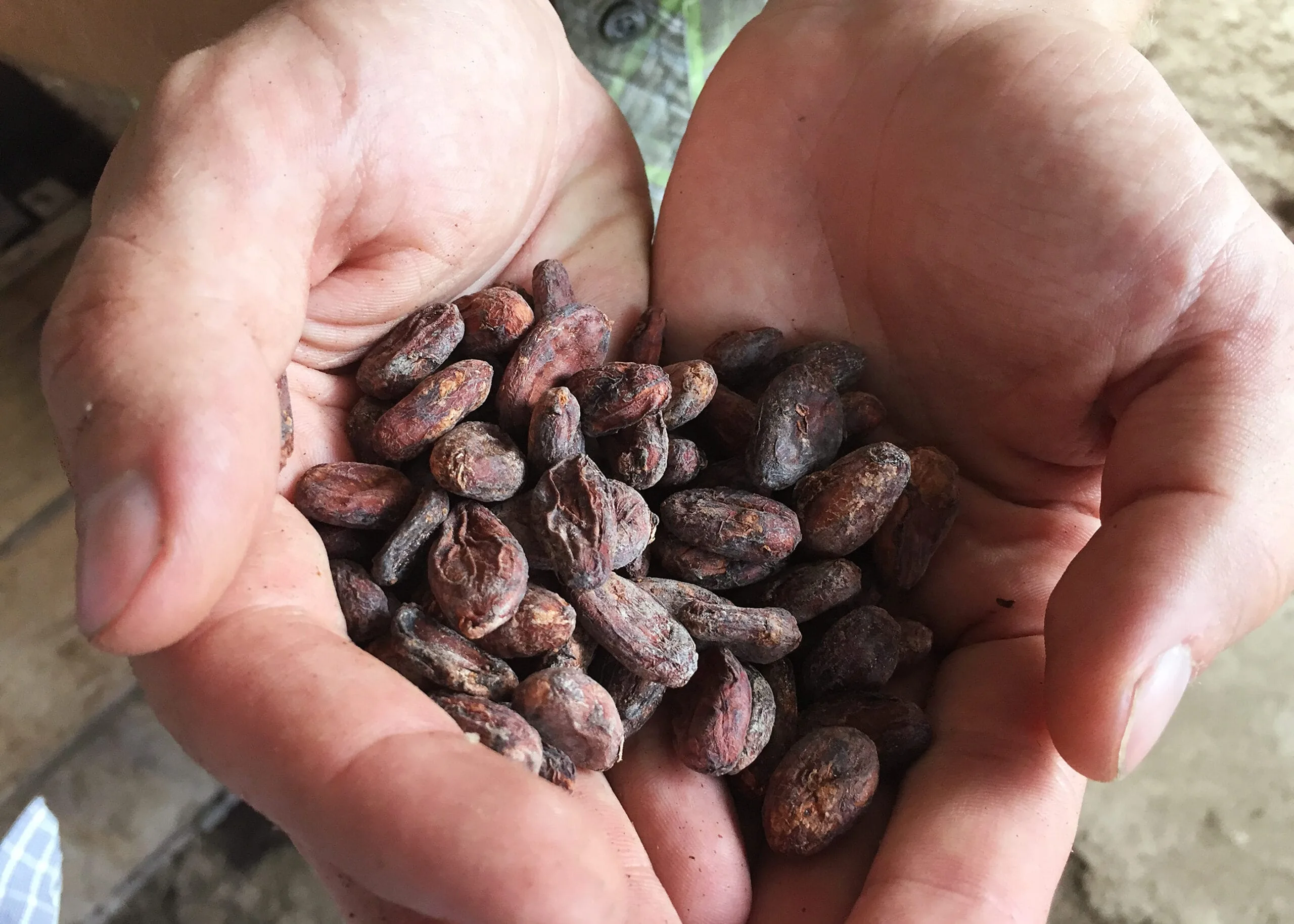 Kakaobohnen aus Peru (Piura-Blanco) in zwei Händen gehalten