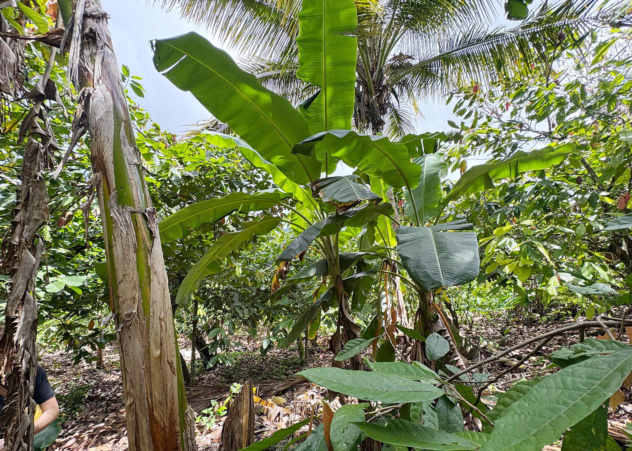 Kakaoanbaugebiet mit Anbau in Mischkulturen. Neben Kakaobäumen wachsen auch andere Pflanzen, wie Bananenstauden oder Palmen.