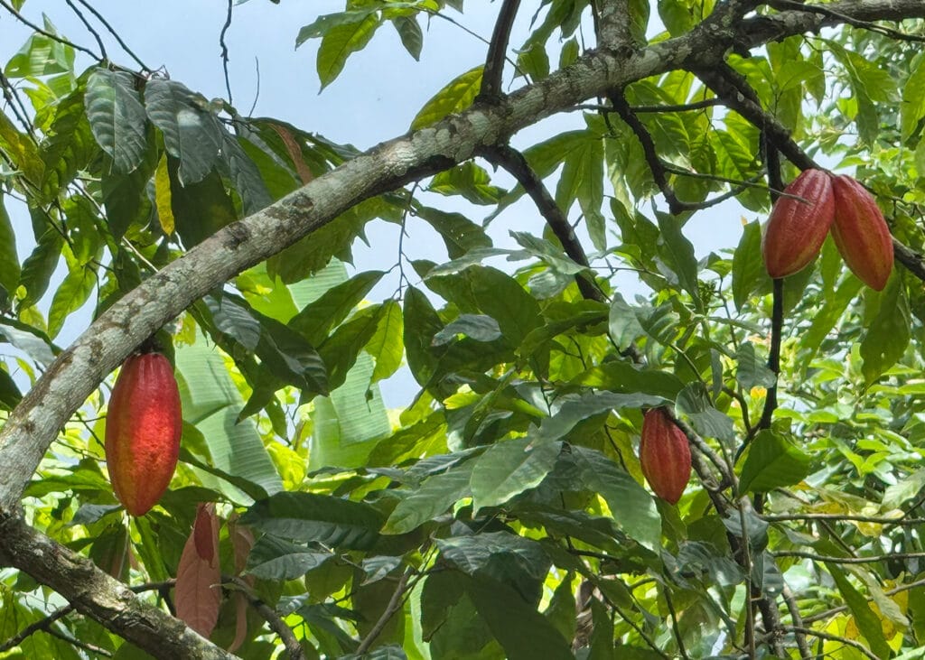 Der Ast eines Kakaobaums mit grünen Blättern und verschiedenen roten Kakaofrüchten, die direkt am Ast wachsen.