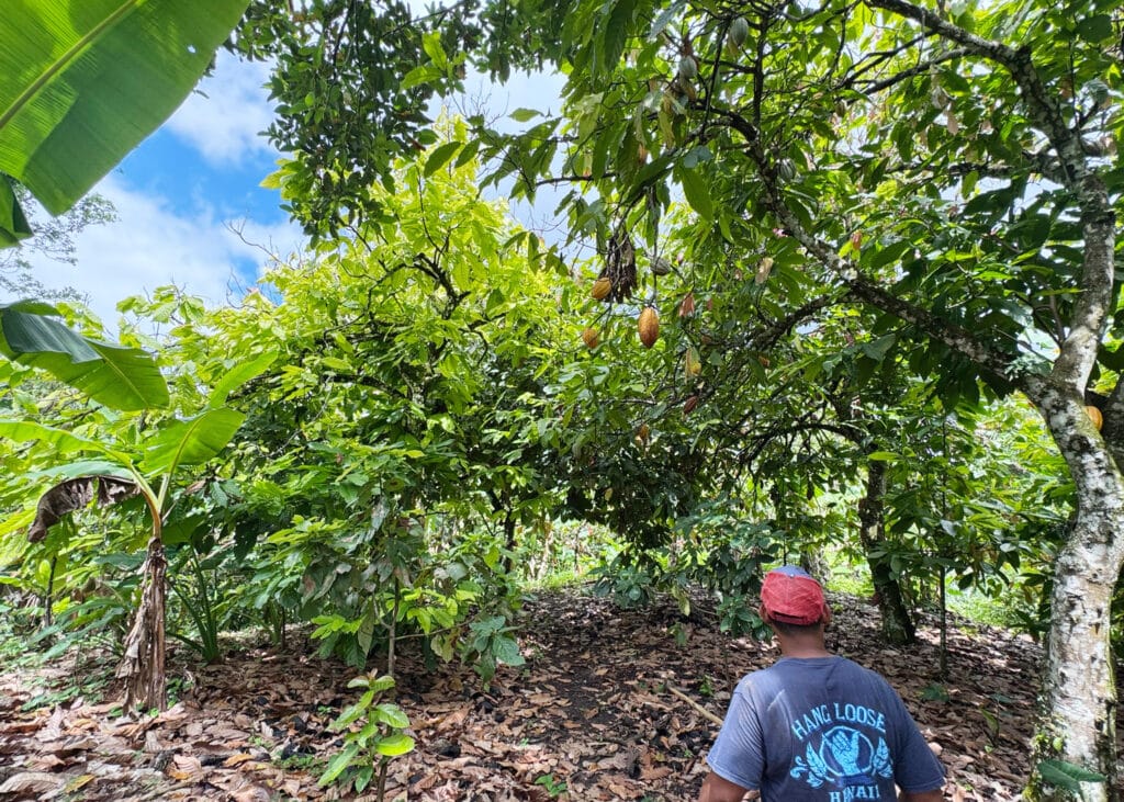 Eine Person, die man von hinten sieht, geht durch eine Kakaoplantage. Man sieht neben Kakaobäumen auch andere Pflanzen, wie Bananenstauden. Anbau in Mischkulturen.