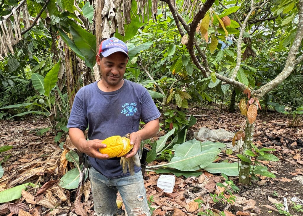 Eine Person steht in einer Kakaoplantage und hält eine gelbe, aufgeschnittene Kakaorucht.