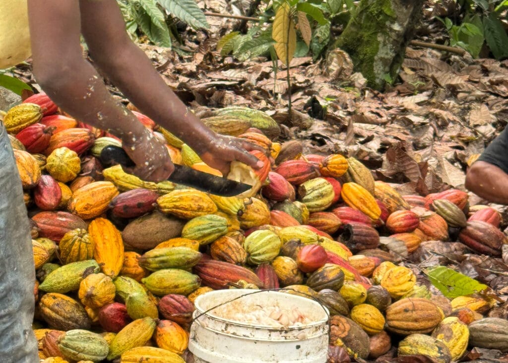 Viele rote, gelbe und grüne Kakaofrüchte liegen auf einem Stapel in einem Anbaugebiet.