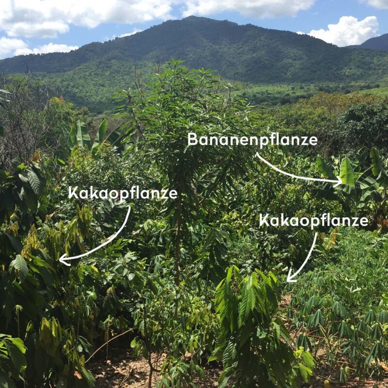 Pott au Chocolat Kakaoanbau in Agroforestry Mischanpflanzung