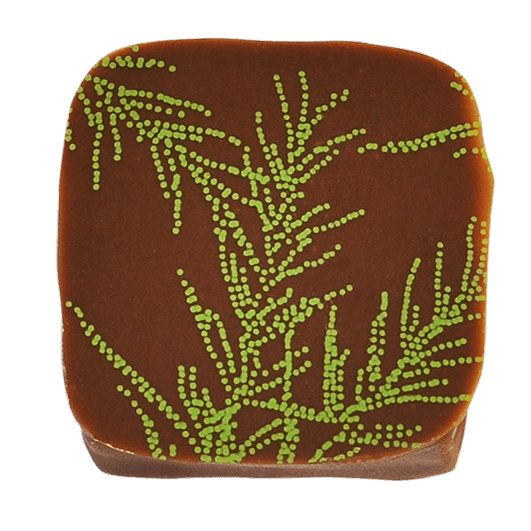 Pott-au-Chocolat-Praline-Rosmarin