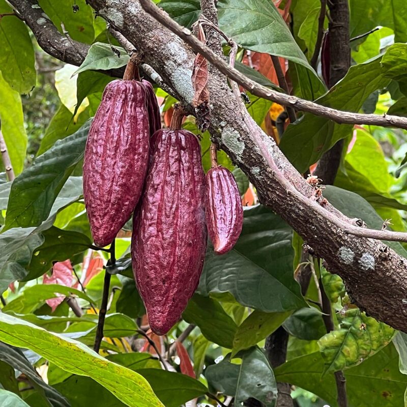 Pott au Chocolat Tansania Kakaoanbau