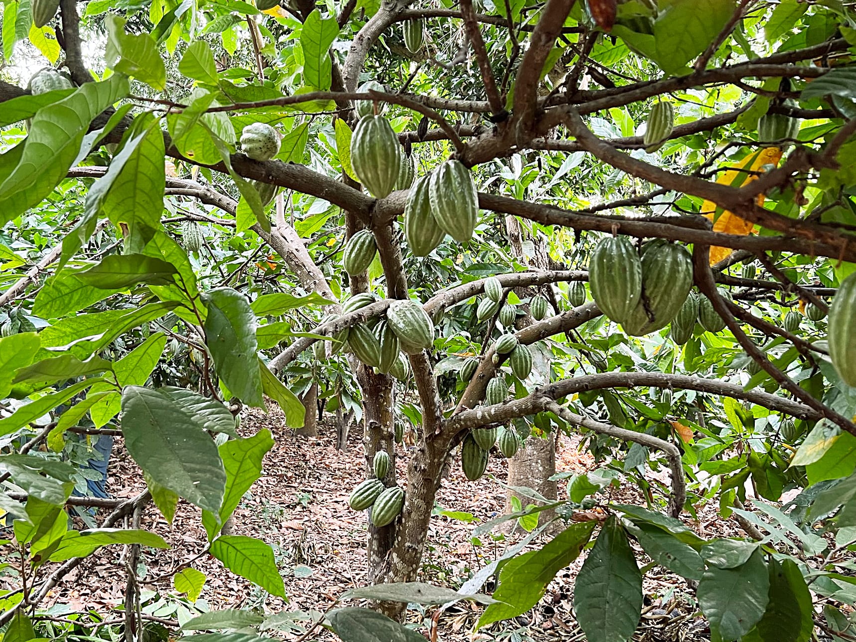 Foto von einem Kakaobaum mit vielen Früchten - aufgenommen von Pott au Chocolat in Tansania