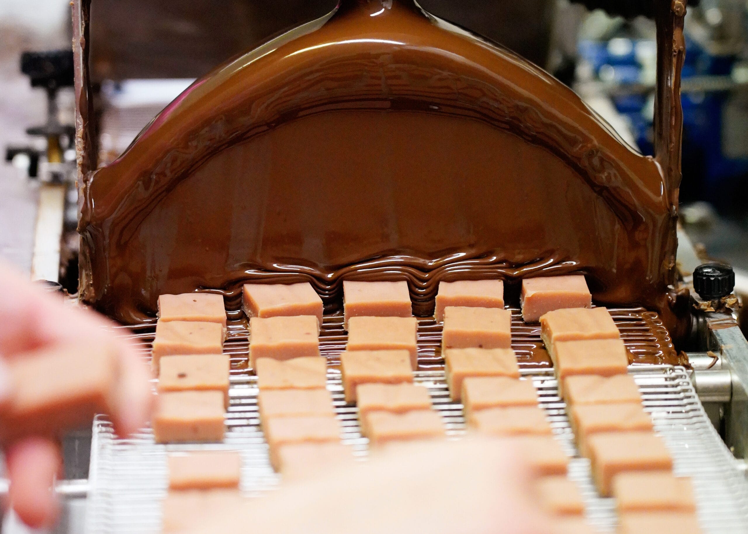 viele Schnittpralinen werden mit der Hand auf unser Temperier-Laufband aufgelegt. Im Hintergrund der Schokoladenschleier aus dunkler Schokolade durch den sie transportiert werden und so ihren Überzug erhalten.