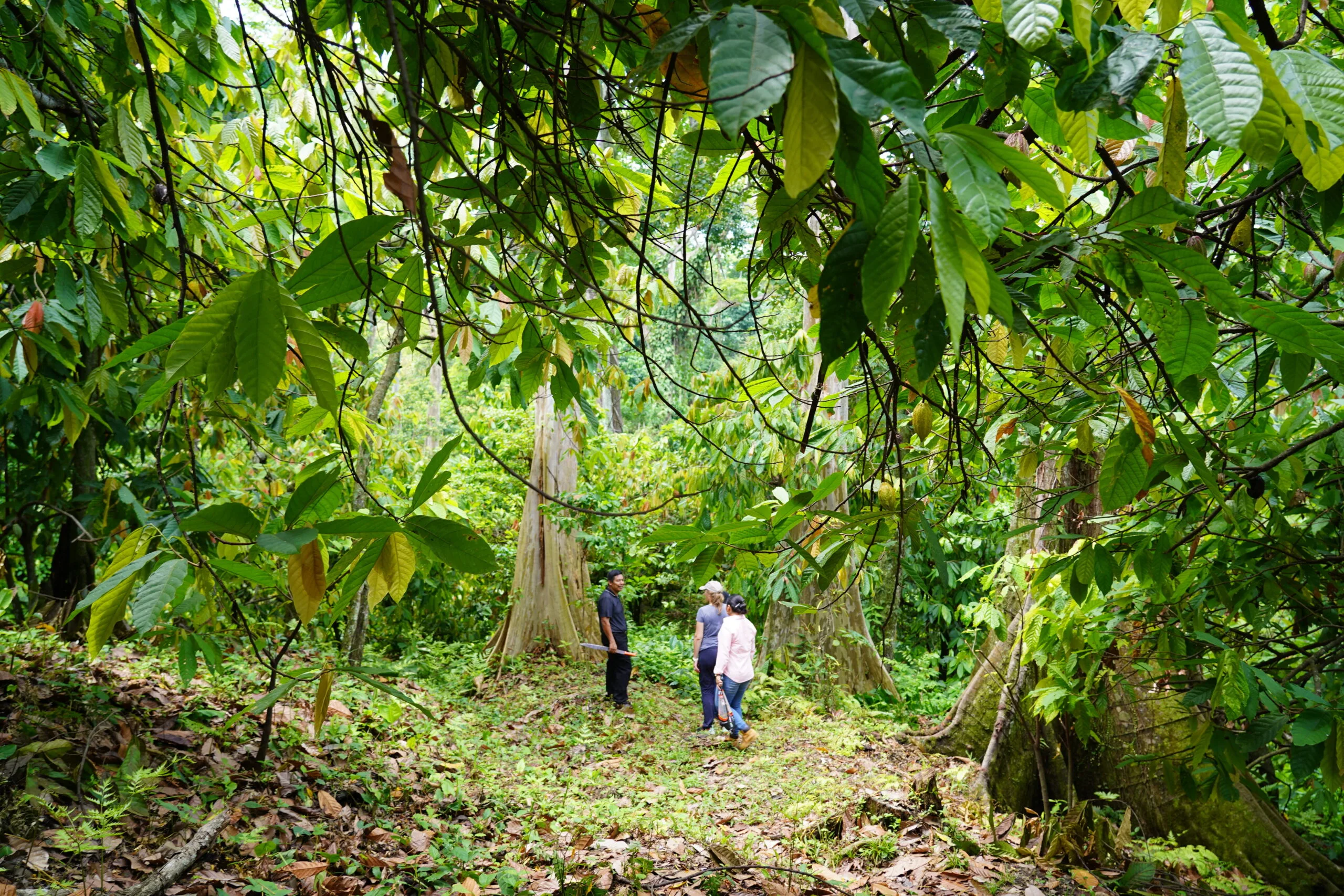 Kakaoplantage