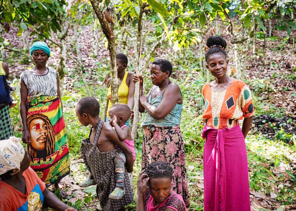eine Gruppe afrikanischer Frauen in bunten Kleidern unter Kakaobäumen