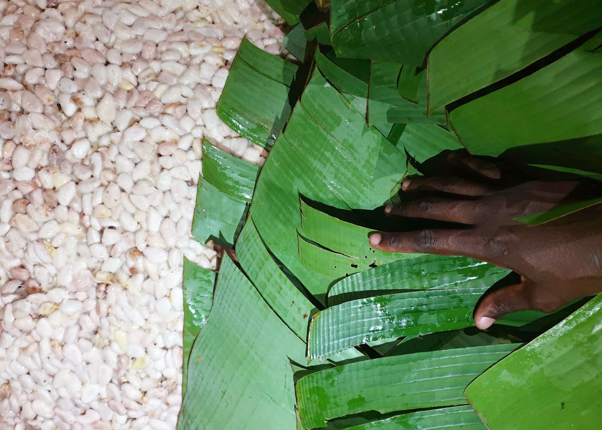 Ansicht von einem Haufen noch in Fruchtfleisch eingebetteter Kakaosamen darüber Bananenblätter, die von einer schwarzen Hand weggezogen werden.