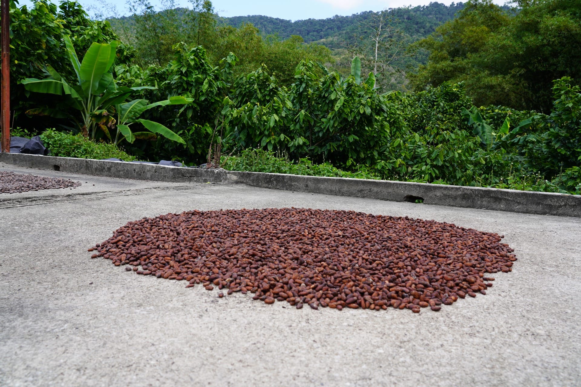 Ein Haufen von getrockneten Kakaobohnen auf einer asphaltierten Fläche. Dahinter ein Wald aus Kakaobäumen, Bananenstauben und anderen Bäumen und Gewächsen. Aufgenommen in der Region Puerto Cabello von Silva Cacao