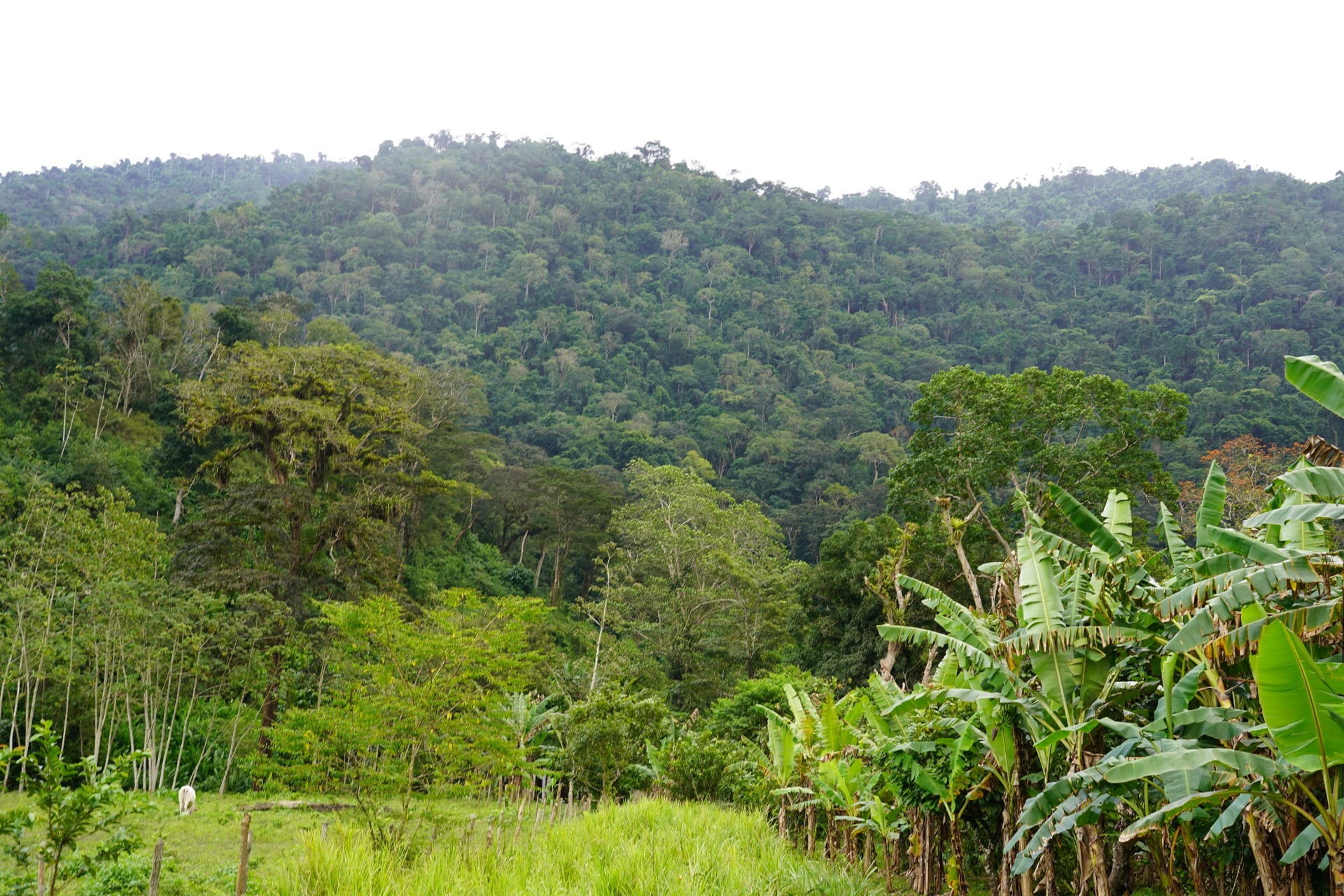 Blich auf die Berge des Nationalparks von Puerto Cabello wo unser Carabobo Kakao herkommt. Aufgenommen von Silva Cacao