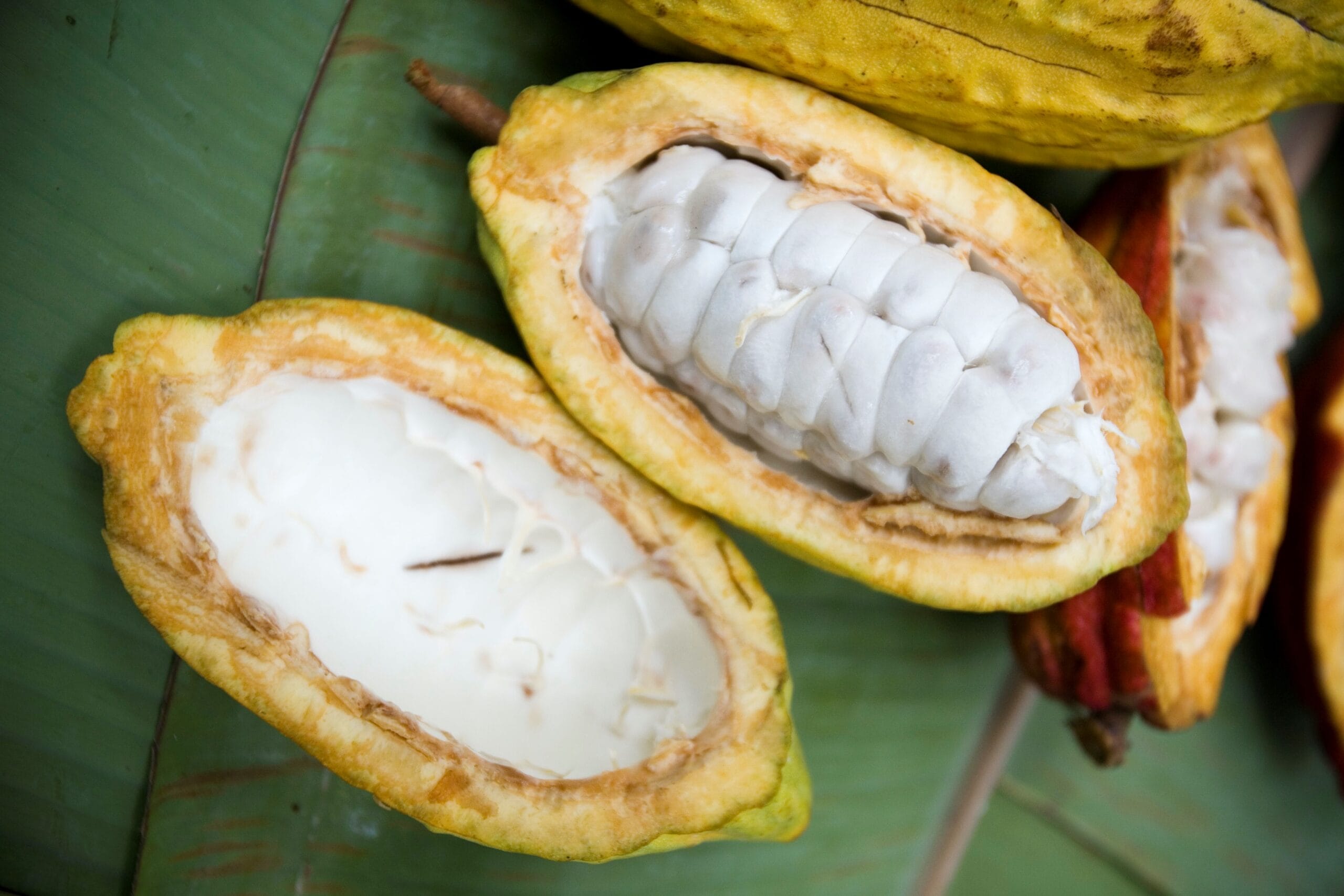 In der Hälfte aufgeschnittene Kakaofrucht mit völlig intaktem Samenstrang eingebettet in die Pulpe wie das Fruchtfleisch genannt wird. Im Untergrund Bananenblätter. Aufgenommen von Silva Cacao in Venezuela