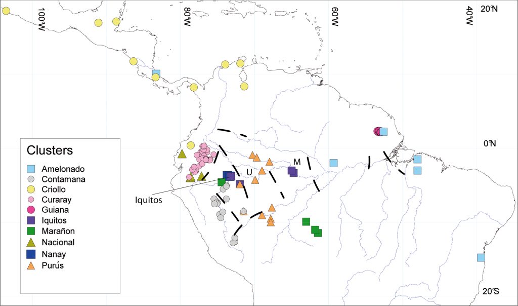 Schaubild zum Thema genetische Cluster der Kakaowelt. 