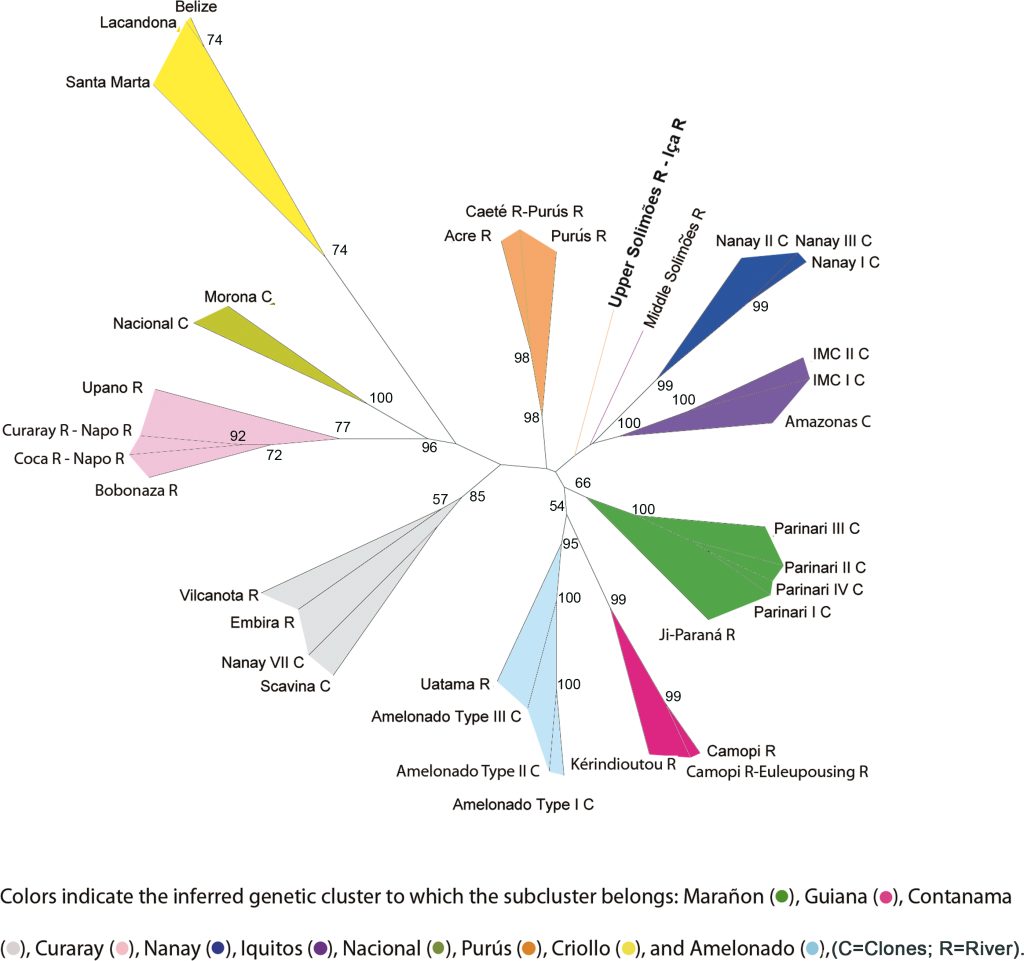 Neighbor-Joining-Stammbaum, berechnet aus einer Distanzmatrix der genetischen Distanz nach Cavalli-Sforza und Edwards, für 36 mit STRUCTURE identifizierte Subcluster (insgesamt 559 Klone). Die Knoten-/Astwerte zeigen Bootstrap-Prozentwerte basierend auf den 96 beibehaltenen Genloci