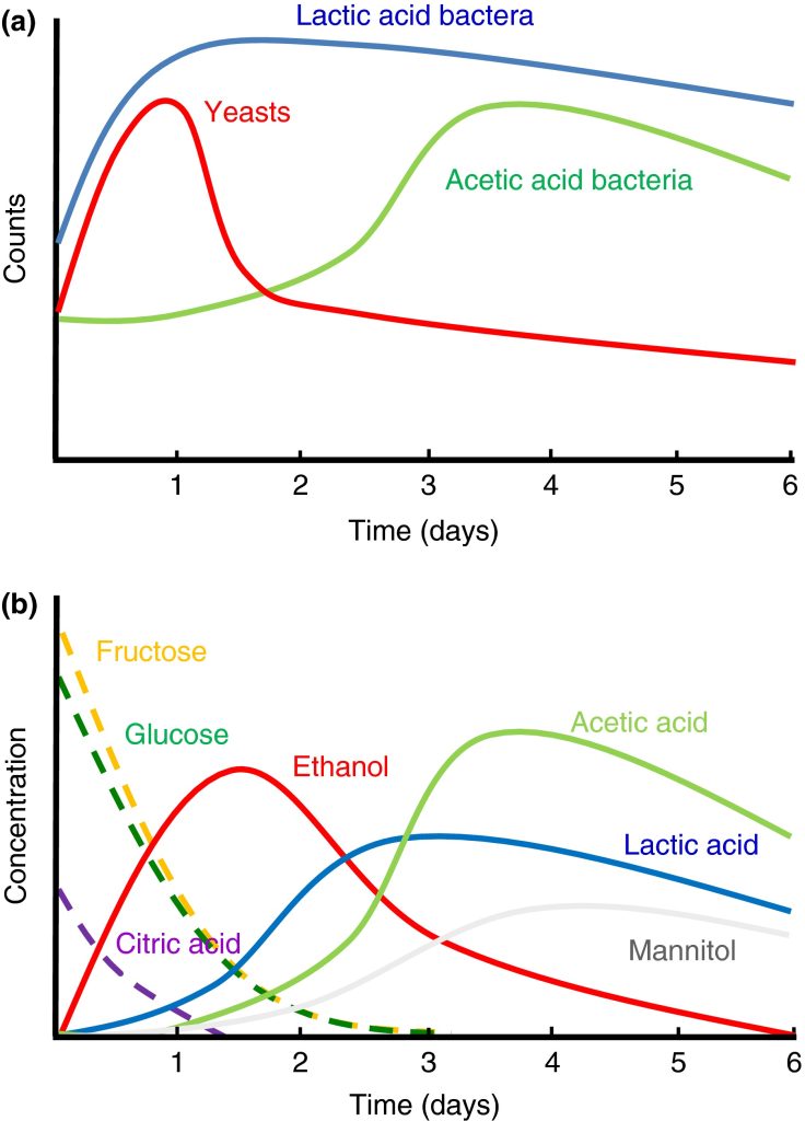 Substratabbau und Metabolitbildung während der Kakaobohnenfermentation (schematische Kinetik).
